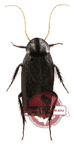 Blattodea sp. 18