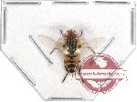 Diptera sp. 36