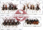 Scientific lot no. 145A Heteroptera (mostly Reduvidae) (20 pcs A-, A2)