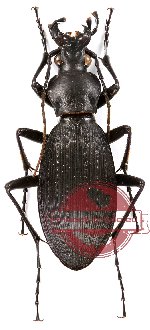 Apotomopterus protenes baoxingensis (A-/A2)