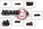 Scientific lot no. 294 Coprophaga (Onthophagus spp.) (38 pcs A, A-, A2)