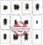 Scientific lot no. 12 Lucanidae (Aegus spp.) (16 pcs)