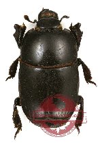 Histeridae sp. 6