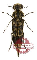 Glipa (Macroglipa) cinereonigra Fairmaire, 1893