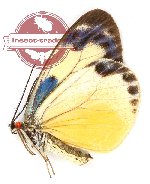 Chalcosia phalaenaria gloucoplaga (g A2)