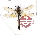 Odonata sp. 44 Anax sp.
