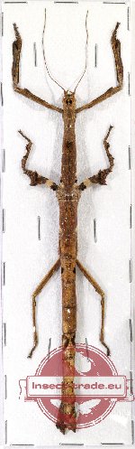 Mnesilochus portentosus