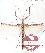 Anarchodes lyratus (A2)