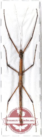 Phasmidae sp. 51 (Myronides cristulatus)