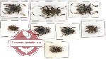 Scientific lot no. 66 Cerambycidae (8 pcs)