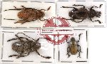 Scientific lot no. 8 Cerambycidae (4 pcs)