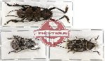 Scientific lot no. 7 Cerambycidae (3 pcs)