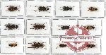 Scientific lot no. 71 Cerambycidae (Saperdini spp.) (12 pcs - 2 pcs A-, 3 pcs A2)