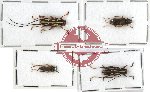 Scientific lot no. 18 Cerambycidae (Glenea spp.) (4 pcs - 1 pc A2)
