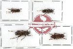 Scientific lot no. 17 Cerambycidae (4 pcs A2)