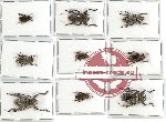 Scientific lot no. 68 Cerambycidae (9 pcs)