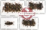 Scientific lot no. 10A Cerambycidae (16 pcs A, A-, A2)