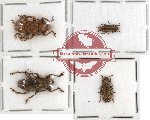 Scientific lot no. 10 Cerambycidae (4 pcs)