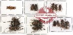 Scientific lot no. 42 Cerambycidae (15 pcs A-, A2)