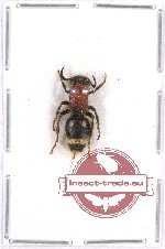 Scientific lot no. 75A Hymenoptera (Mutilidae) (1 pc)