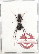 Formicidae sp. 54 (10 pcs)