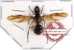 Formicidae sp. 51 (SPREAD) (A2)