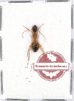 Formicidae sp. 55 (A2)
