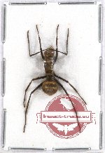 Formicidae sp. 51A (10 pcs)