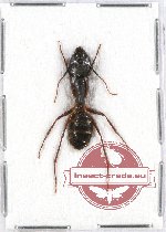 Formicidae sp. 52A (A2)