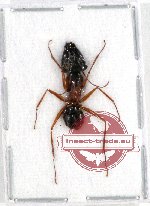 Formicidae sp. 50 (A2)
