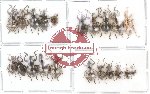 Scientific lot no. 4 Curculionidae (21 pcs)