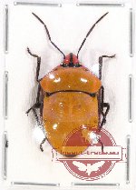 Scutellarinae sp. 35