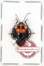 Scutellarinae sp. 33A (A-)