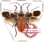 Heteroptera sp. 70 (A2)