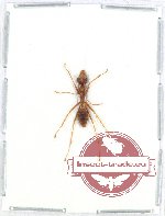 Formicidae sp. 52 (5 pcs)