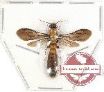 Formicidae sp. 53A (SPREAD) (A2)