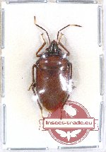Scutellarinae sp. 37