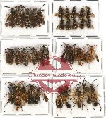 Scientific lot no. 92 Hymenoptera (35 pcs - 10 pcs A-, A2)
