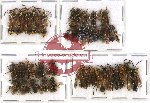 Scientific lot no. 102 Hymenoptera (35 pcs - 10 pcs A2)
