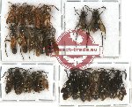 Scientific lot no. 87 Hymenoptera (22 pcs A-, A2)
