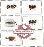 Scientific lot no. 13 Orthoptera (19 pcs A, A-, A2)