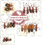 Scientific lot no. 176 Heteroptera (20 pcs A-, A2)