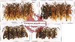 Scientific lot no. 103 Hymenoptera (21 pcs - 6 pcs A2)