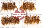 Scientific lot no. 83 Hymenoptera (22 pcs)