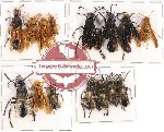 Scientific lot no. 88 Hymenoptera (15 pcs A-, A2)