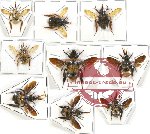 Scientific lot no. 121 Hymenoptera (Bombus spp.) (9 pcs A, A2)
