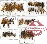 Scientific lot no. 110 Hymenoptera (49 pcs A, A-, A2)
