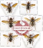 Scientific lot no. 112 Hymenoptera (Vespa spp.) (6 pcs)