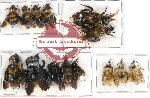 Scientific lot no. 107 Hymenoptera (14 pcs - 7 pcs A2)