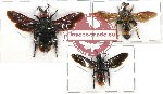 Scientific lot no. 119 Hymenoptera (Scoliidae) (3 pcs - 1 pc A2)
